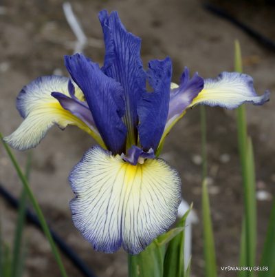 Iris 'Spadille'