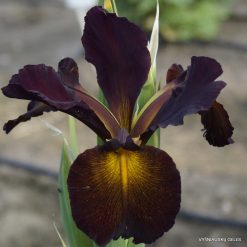 Iris 'Sultan Sash'