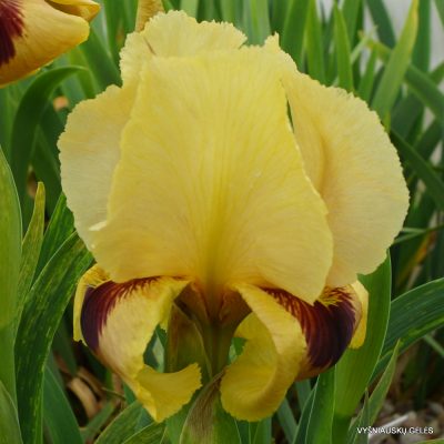 Iris 'Surpassing Yellow' (2)