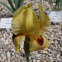 Iris 'Surpassing Yellow'