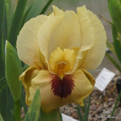 Iris ‘Surpassing Yellow’