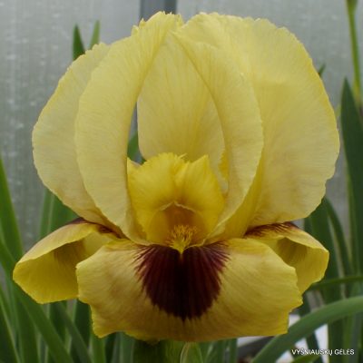 Iris ‘Surpassing Yellow’