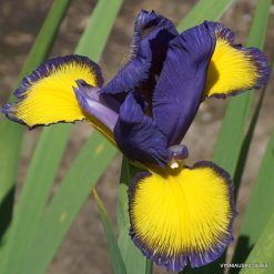 Spuria Irises cultivars