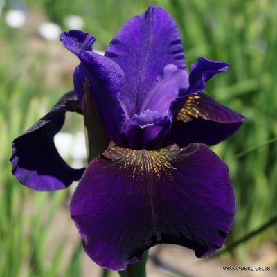 Iris 'Tintenblau'