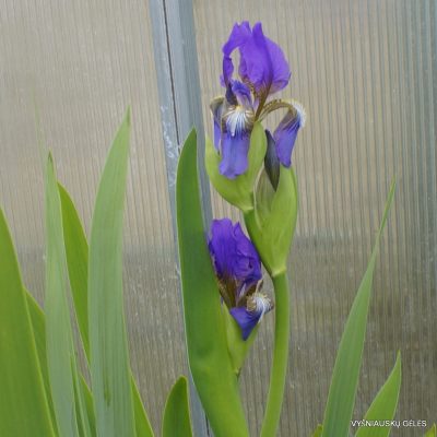 Iris alberti