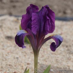 Iris attica