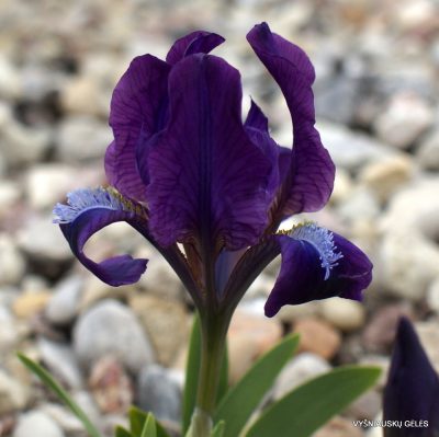 Iris attica (clone 1)