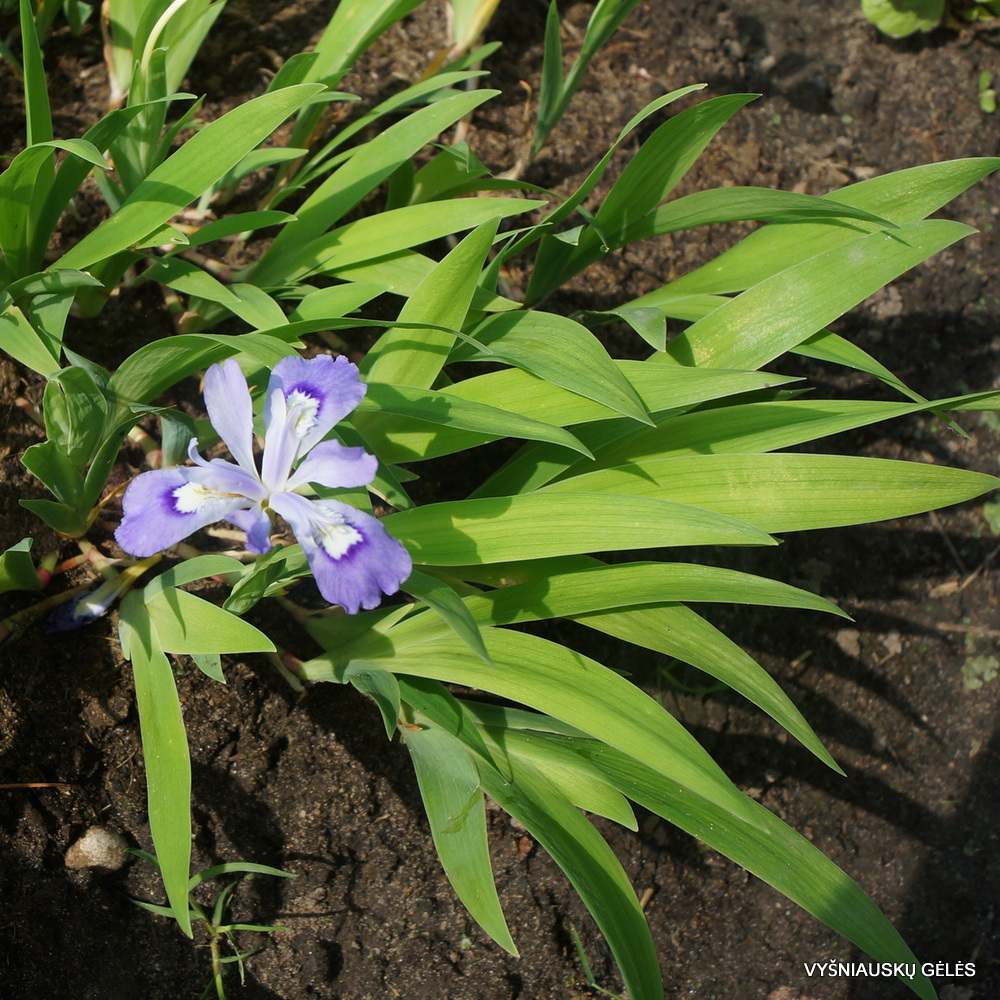 Iris cristata (2)