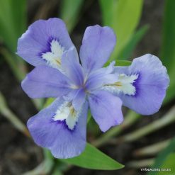Crested Irises