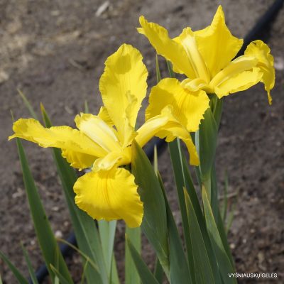 Iris crocea (2)