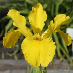 Iris crocea
