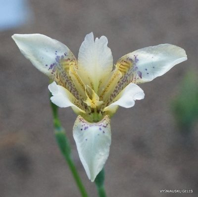 Iris dichotoma WO-0121 (2)