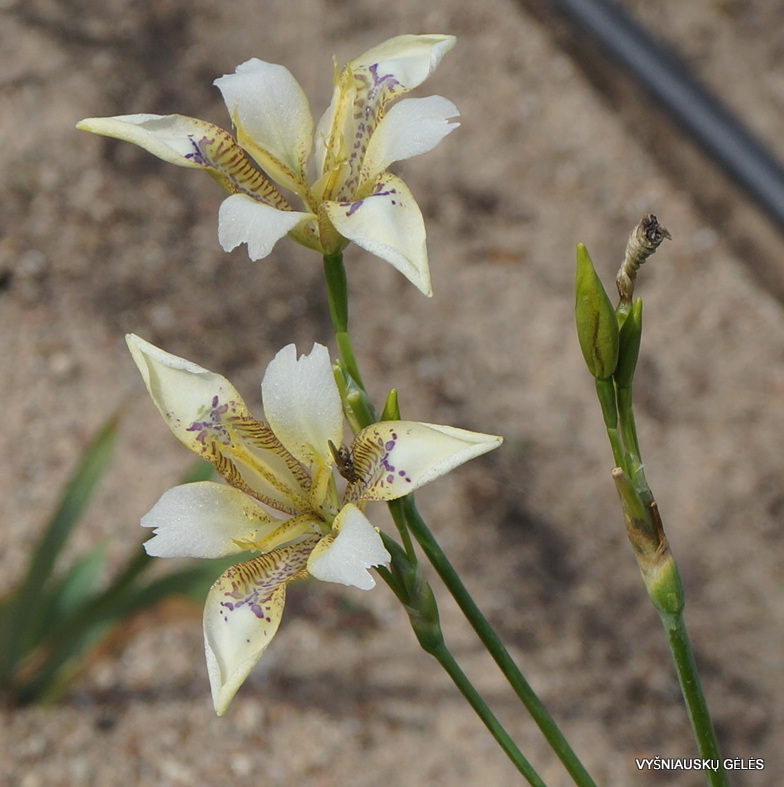 Iris dichotoma WO-0121 (3)