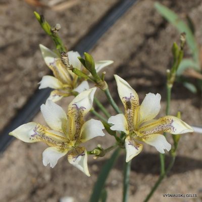 Iris dichotoma WO-0121