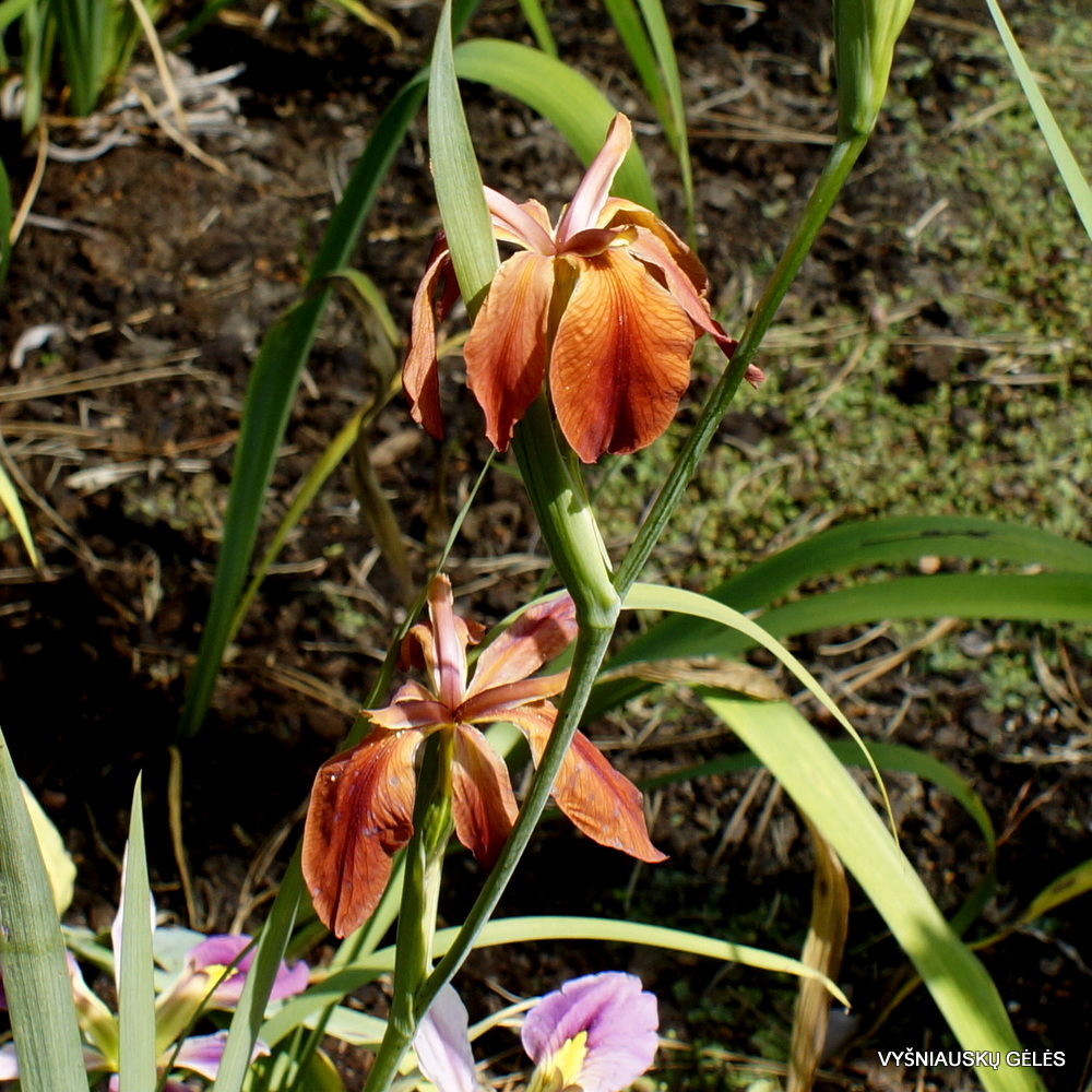 Iris fulva (2)