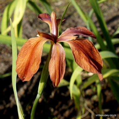 Iris fulva Iris fulva