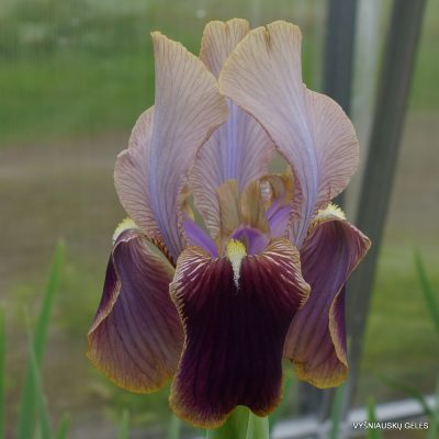 Iris hoogiana ‘Amphion‘