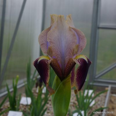 Iris hoogiana ‘Amphion‘ (2)