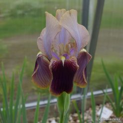 Iris hoogiana ‘Amphion‘