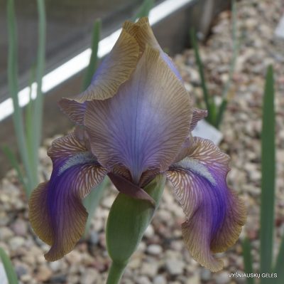 Iris hoogiana ‘Hippolyta‘ (2)