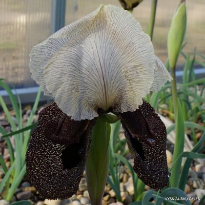 Iris iberica subsp. iberica (clone 1) (2)