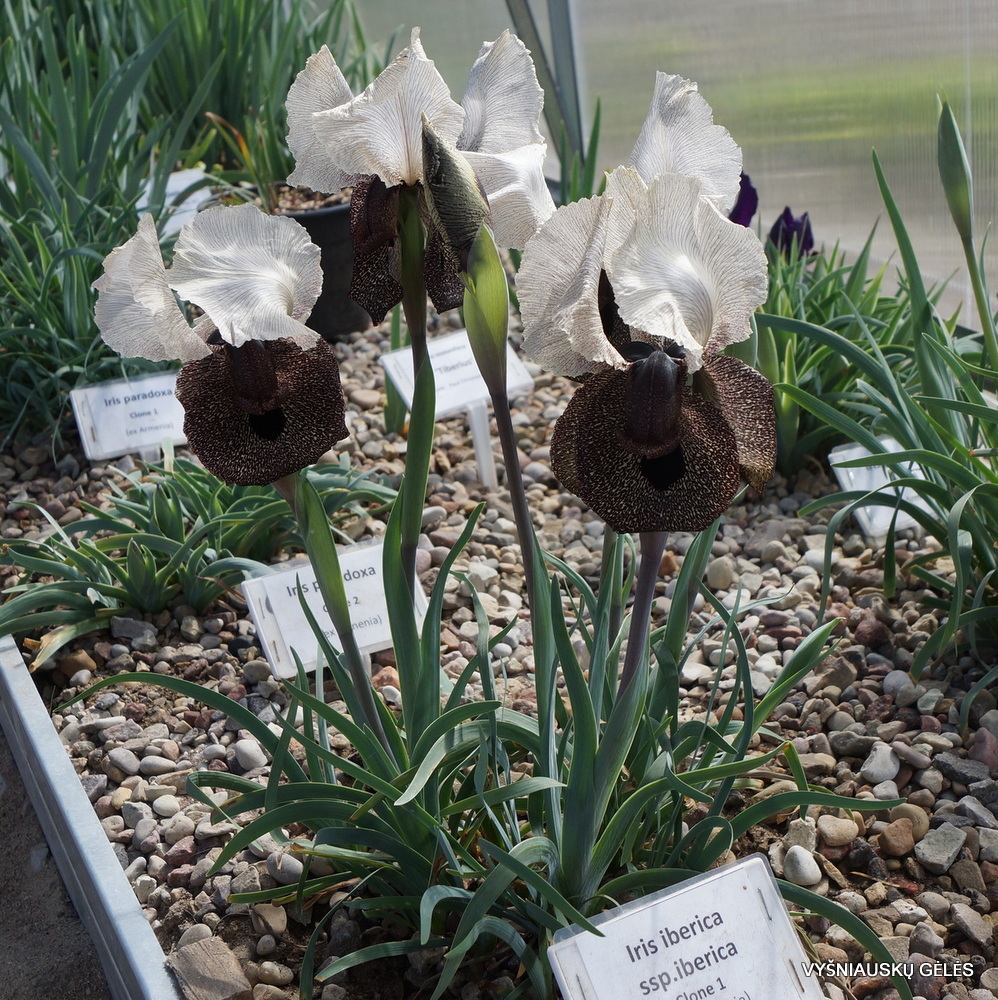 Iris iberica subsp. iberica (clone 1) (3)