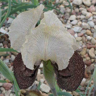 Iris iberica subsp. iberica (clone 1)