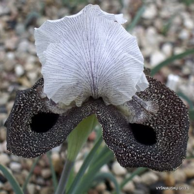 Iris iberica subsp. iberica (clone 3)