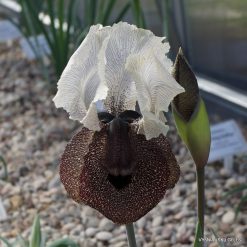 Aril & Arilbred Irises