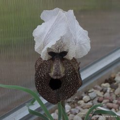 Iris iberica subsp. iberica (f.3)