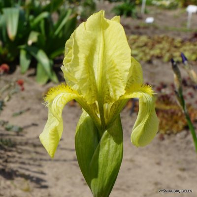 Iris imbricata (f.1) (2)