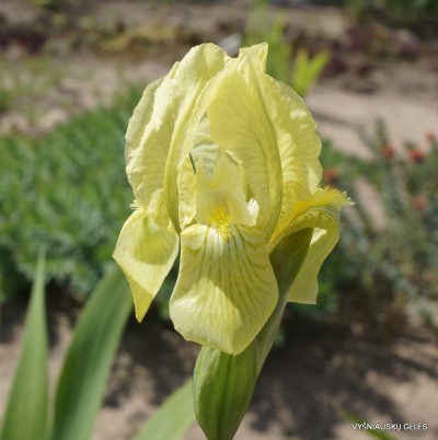 Iris imbricata (f.1)