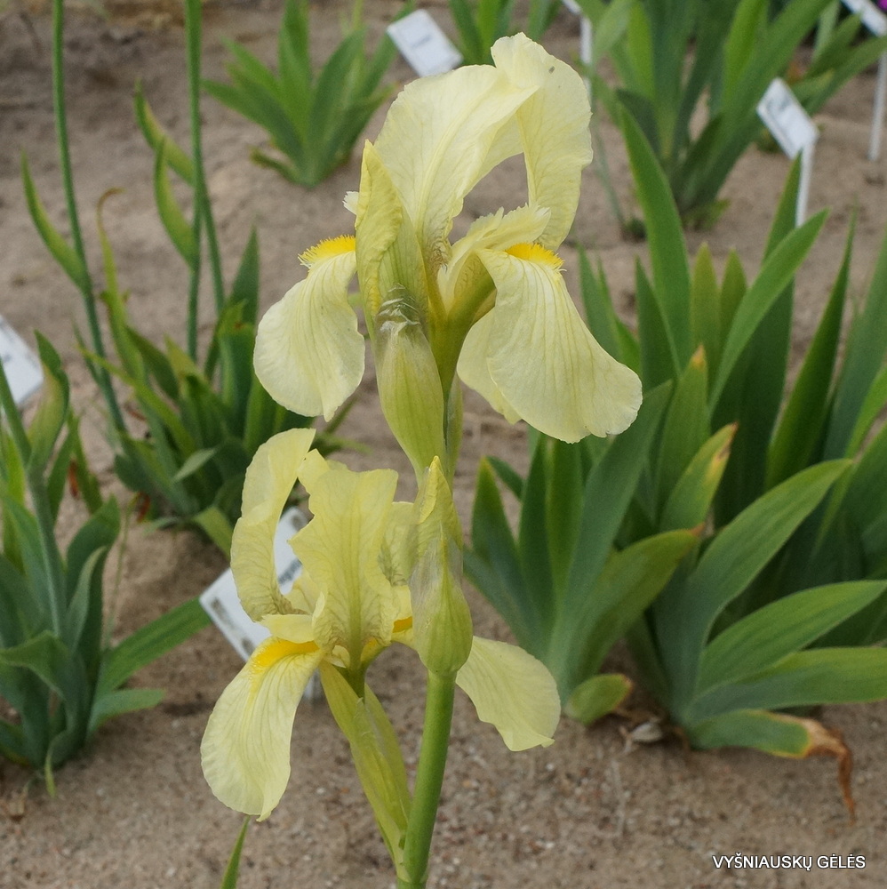 Iris imbricata (f.2) (3)