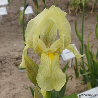 Iris imbricata (f.2)