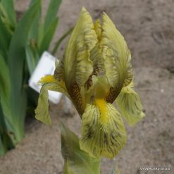 Iris imbricata (f.3) (2)