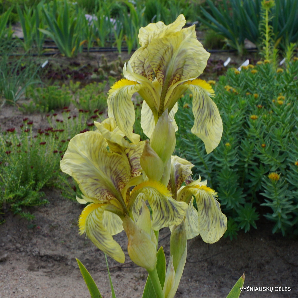 Iris imbricata (f.3) (3)