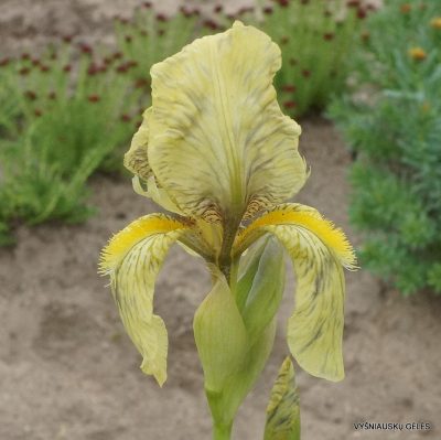 Iris imbricata (f.3)
