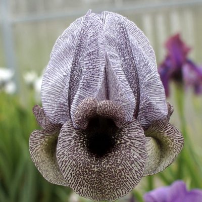 Iris kirkwoodiae (clone 1)
