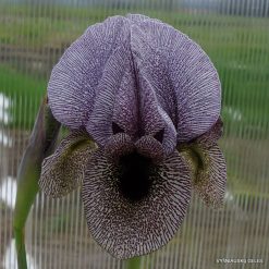 Iris kirkwoodii