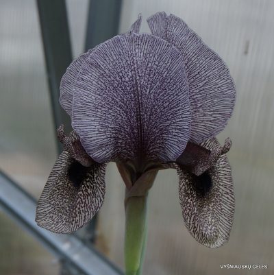 Iris kirkwoodii (2)