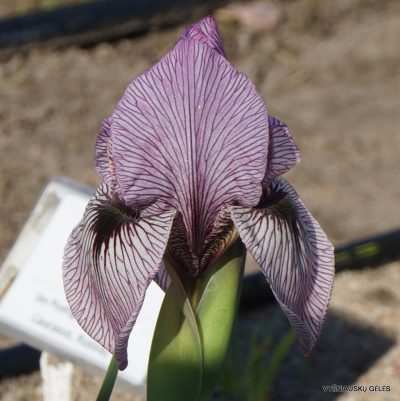 Iris korolkowii (2)