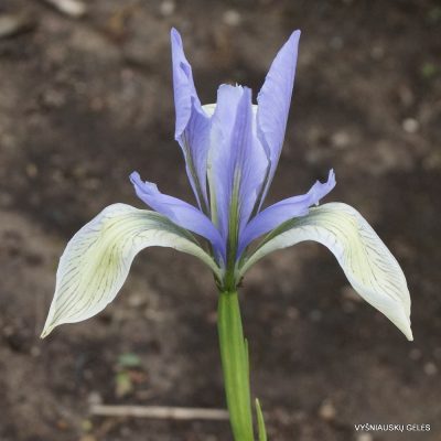 Iris lactea (f.2) (2)