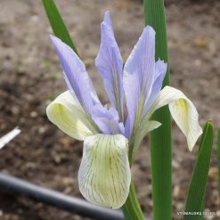 Other Iris species
