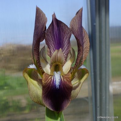 Iris lineata