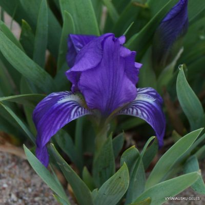 Iris lutescens (2)