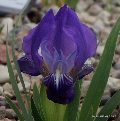 Iris lutescens (clone 1)