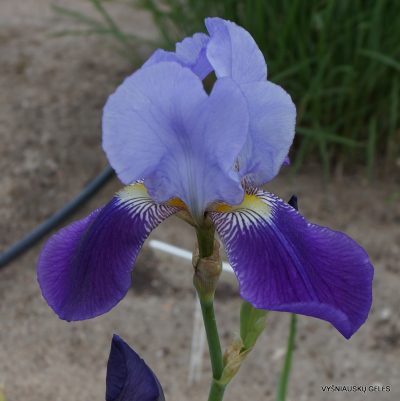 Iris macedonica (2)