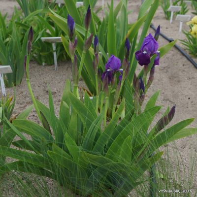 Iris marsica (2)