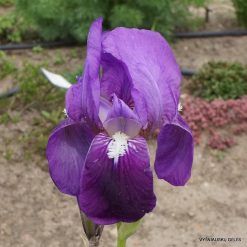 Iris marsica