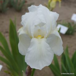 Iris pallida ‘Alba‘